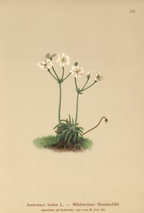 Milkwhite Rock Jasmine